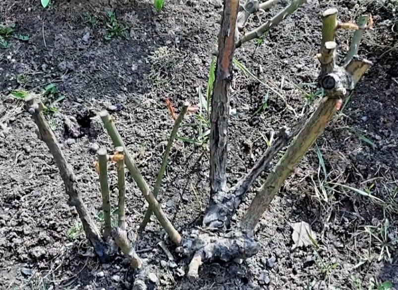 Состарившийся куст розы флорибунды Принцесс оф Уэльс