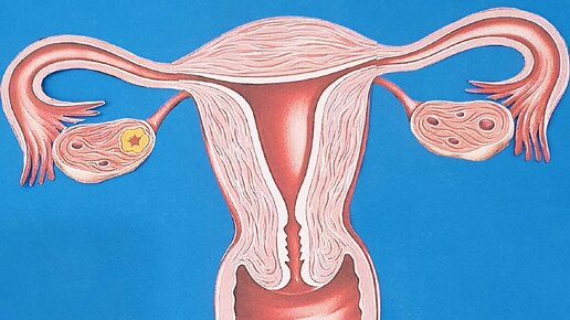 Строение женской репродуктивной системы.