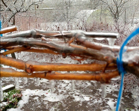 Виноград укрыл в таком виде не сбивая лёд.