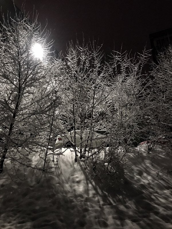 Декабрьское утро. Фото из личного архива