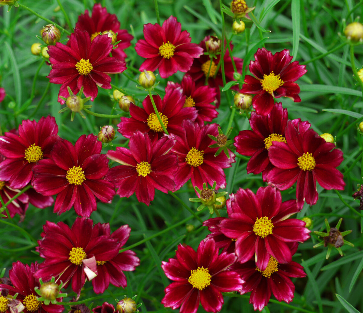 Кореопсис Coreopsis Ruby Frost