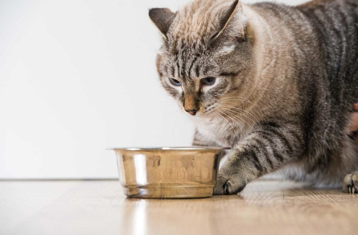 источник фото: https://aroundpet.ru/wp-content/uploads/pochemu-koty-zakapyvayut-misku-1170x767.jpg