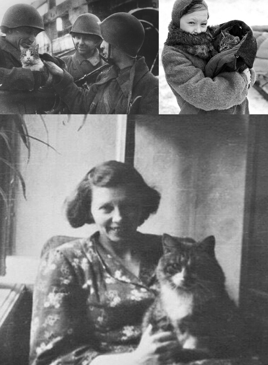 Котики во время тяжелой борьбы советского народа