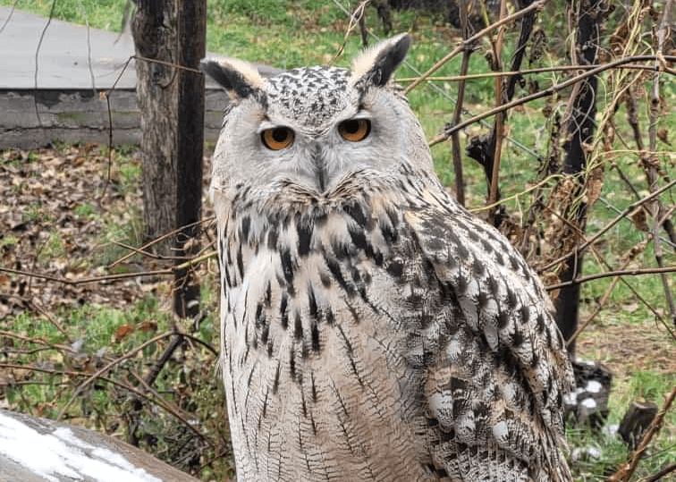    Фото: Росприроднадзор