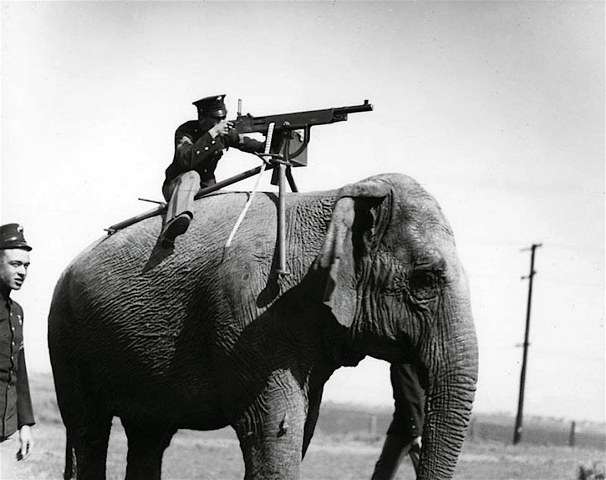 Боевой слон 1914г