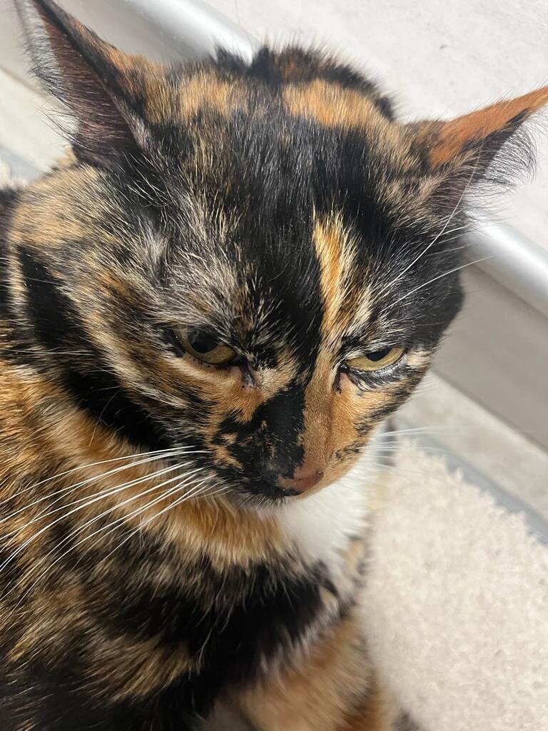 Васюша. Фото автора