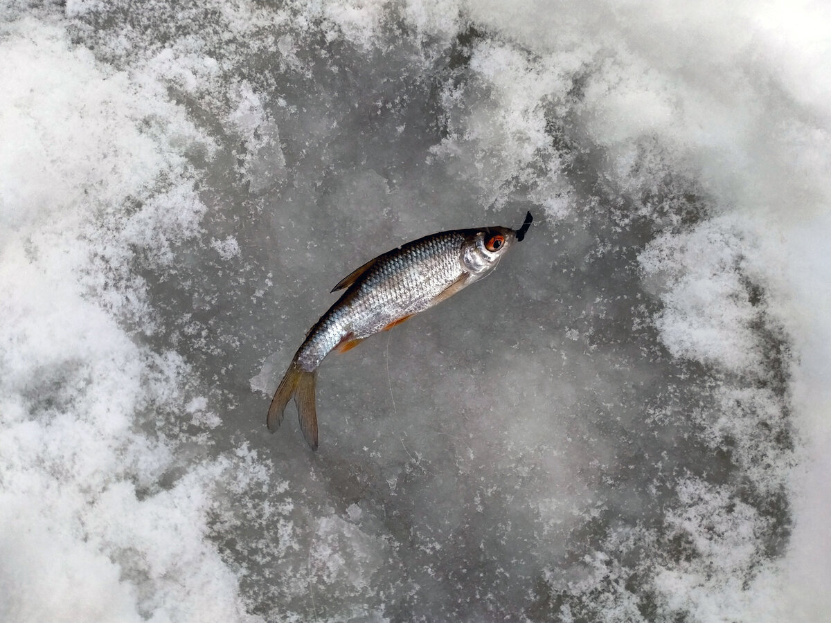 Плотва на безмотылку