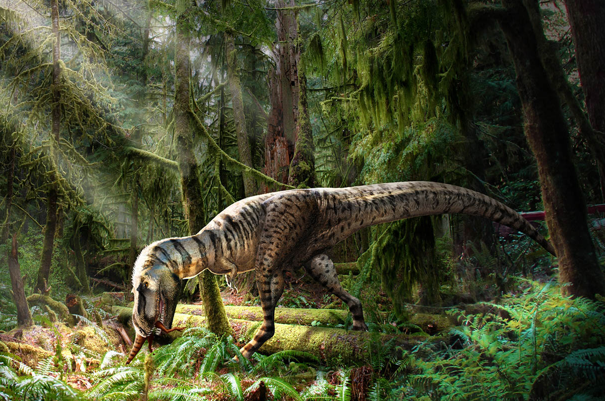 Молодые тираннозавры, как показано на этом снимке горгозавра, охотились на более мелких динозавров, а затем, став взрослыми, перешли на более крупную добычу.