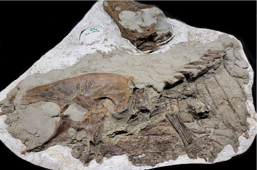 Исследователи обнаружили окаменелость молодого горгозавра из Провинциального парка динозавров в Канаде, в желудке которого находились два полусъеденных динозавра ситипа.
