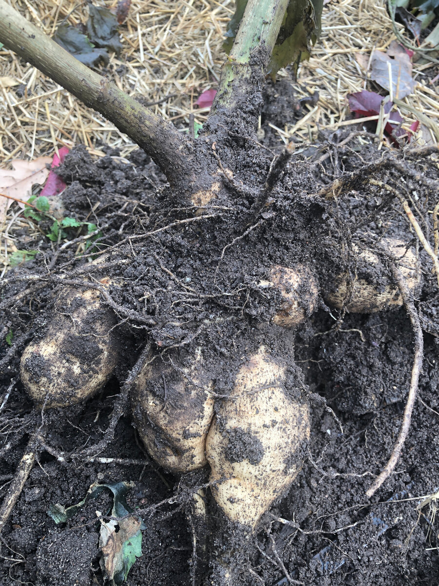 Как то он себя сейчас там чувствует? В прохладном чулане присыпанный торформ... Фотографии в тексте мои.