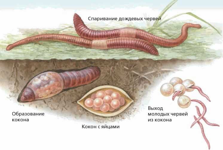 Размножение кольчатых червей