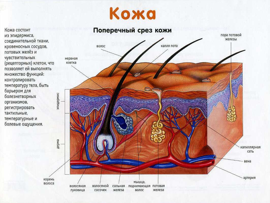 Анатомия кожи и ее производных. Строение кожи. Структура кожи. Анатомическая структура кожи. Строение кожи анатомия.