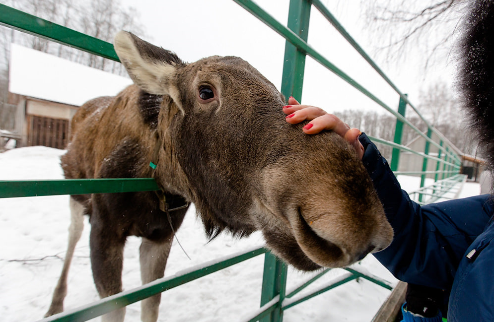 Сумароковская Лосеферма 😻