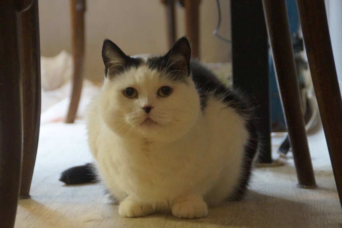 Та самая Басё. Вы не смотрите, что она круглая. Прыгает Будь здоров!!