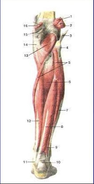 Сухожилия икроножной мышцы анатомия