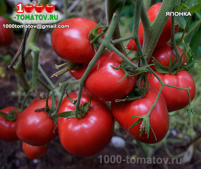 ТОМАТЫ СЕРДЦЕВИДНЫЕ СЛАДКИЕ СОРТА ч 8 | 1000 томатов | Дзен