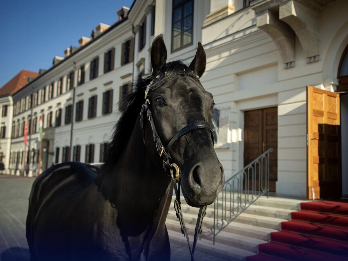    Конь по кличке Аристократ, подаренный премьер-министром Венгрии Виктором Орбаном президенту Турции Реджепу Тайипу Эрдогану© Фото : соцсети премьер-министра Венгрии Виктора Орбана