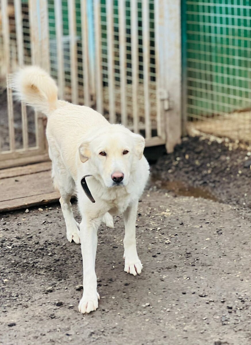 Айза - серьезная собака. Живет в вольере одна и как будто бы не скучает.