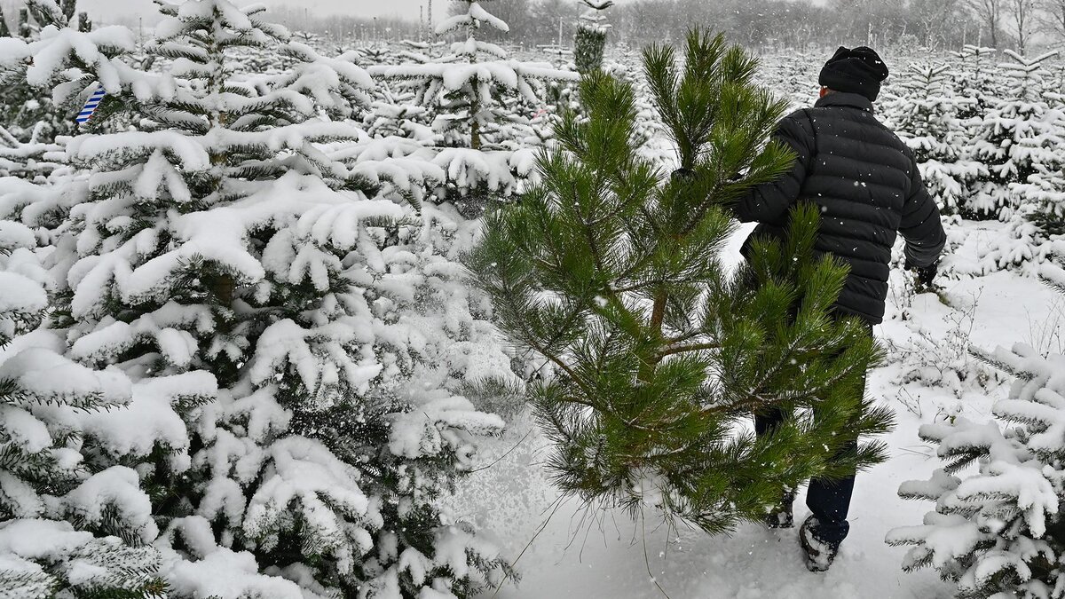 лесничествагле соуьмть елку. где срубить елку. елка в лесничестве. незаконная вырубка елок. условия жизни ели.