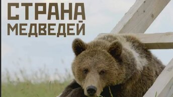 Фильм о медведях и о медведе Мансуре. 