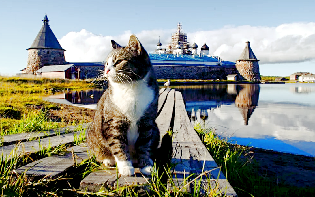 Соловки кот. Кошка в монастыре. Кот в храме. Кошка в храме. Лучшая кошка россии
