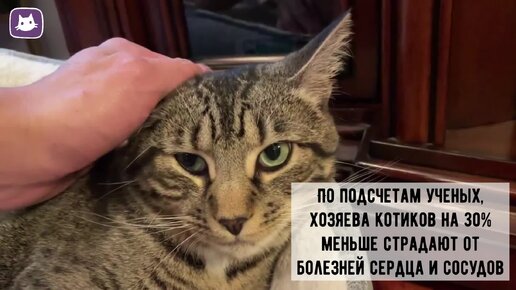 😻Лечебное мурчание: как оно воздействует на человека и на саму кошку