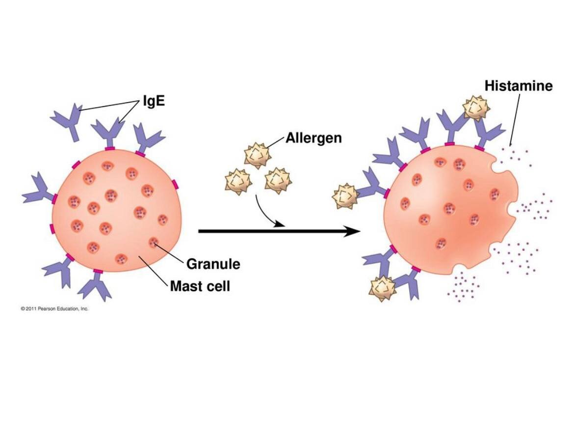 Ige собака. Тучные клетки гистамин. Тучные клетки аллергическая реакция. Тучные клетки (тканевые базофилы). IGE И тучные клетки.