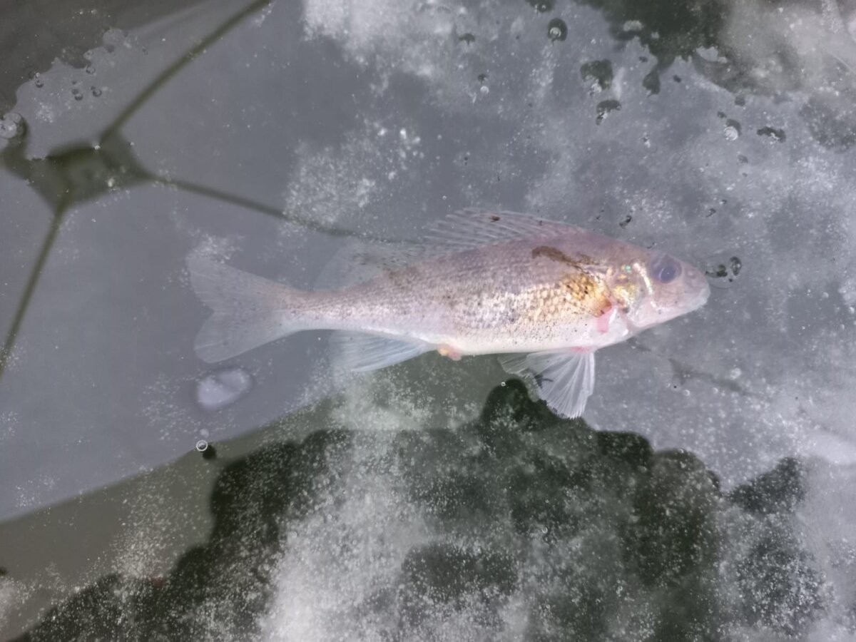 Ёрш - частый трофей на зимней рыбалке