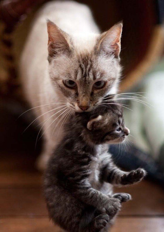 Фото из открытых источников