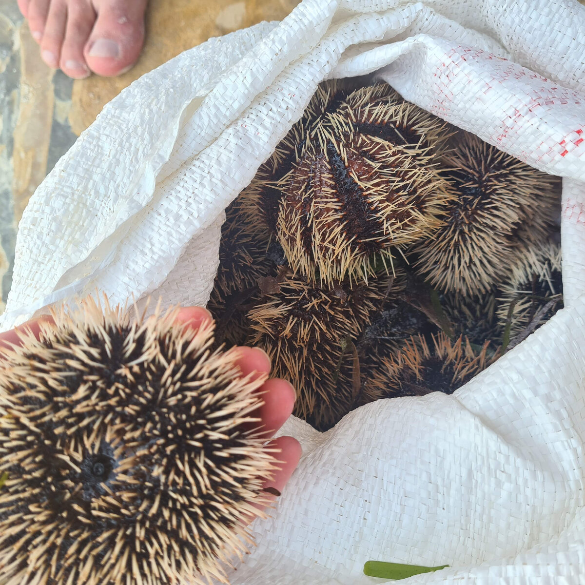 строение и общая характеристика иглокожие. морской еж покров. морской еж покров. морской еж покров. тип иглокожие класс морские звезды.