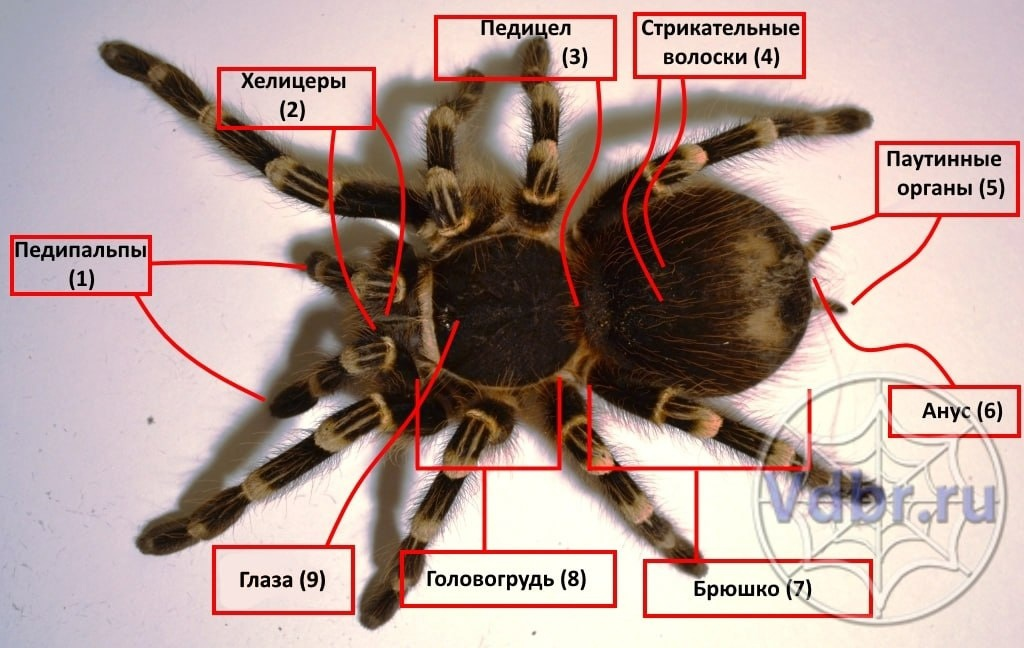 Виды конечностей у паукообразных. Внешнее строение паука птицееда. Хелицеры и педипальпы паука. Хелицеры паука строение. Внутреннее строение паука птицееда.