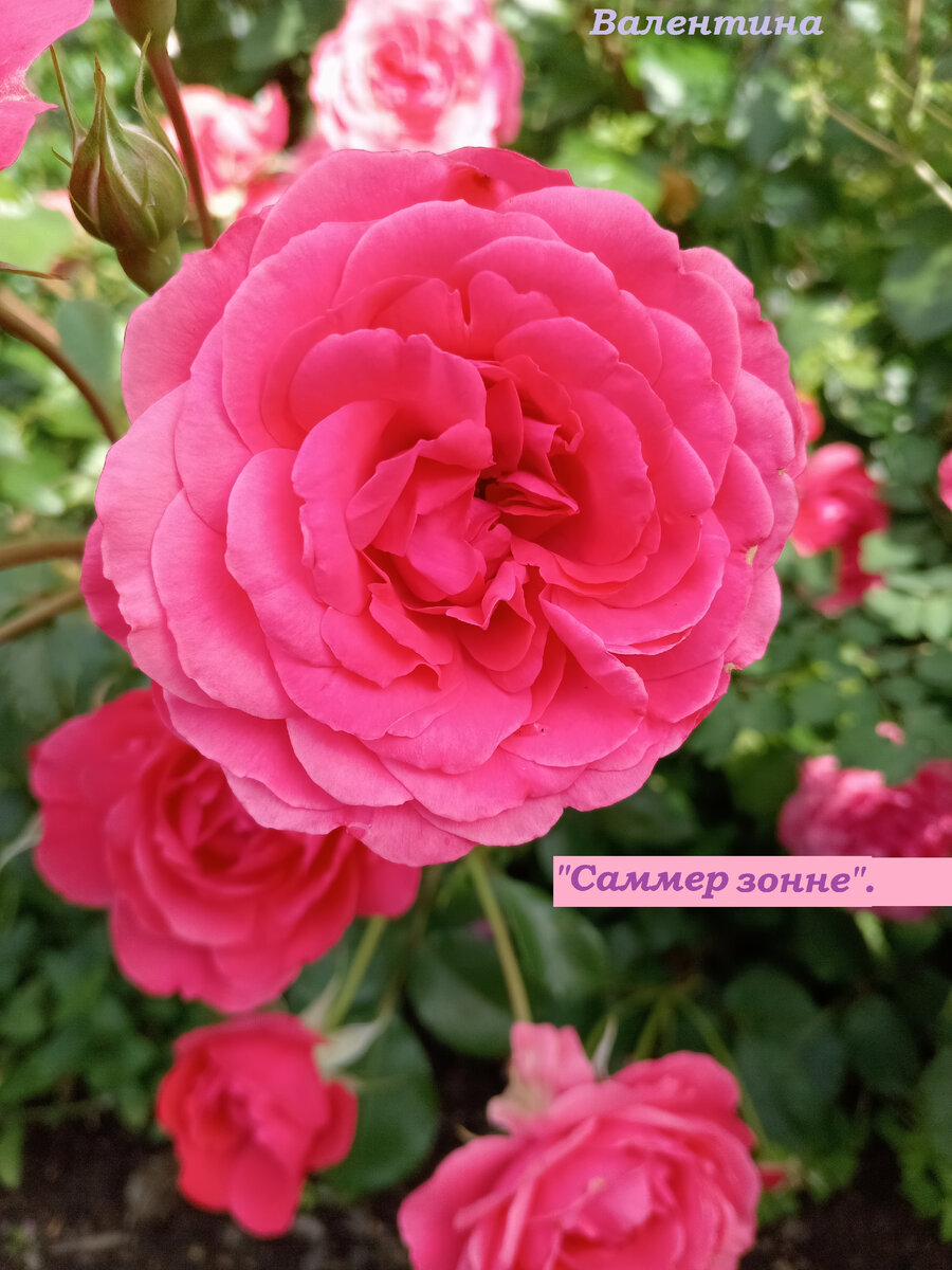 Чудесная роза без забот.