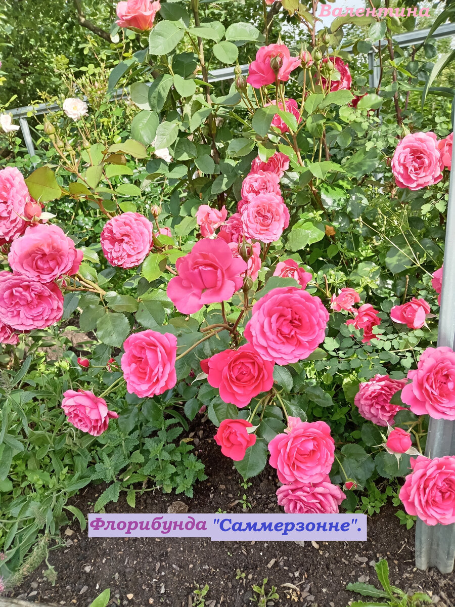 Аккуратный кустик с переливающимися цветами.