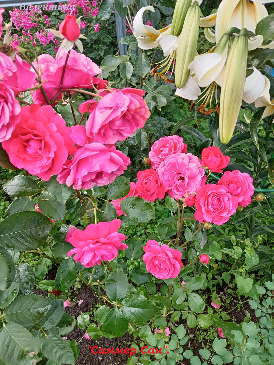 "Саммерзонне" после дождя.  