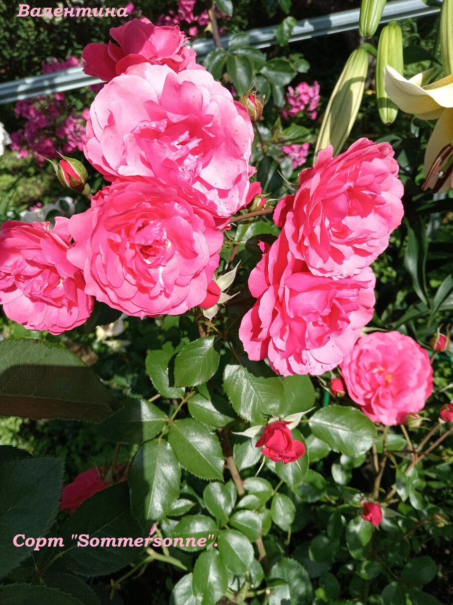 Роза в солнечную погоду.