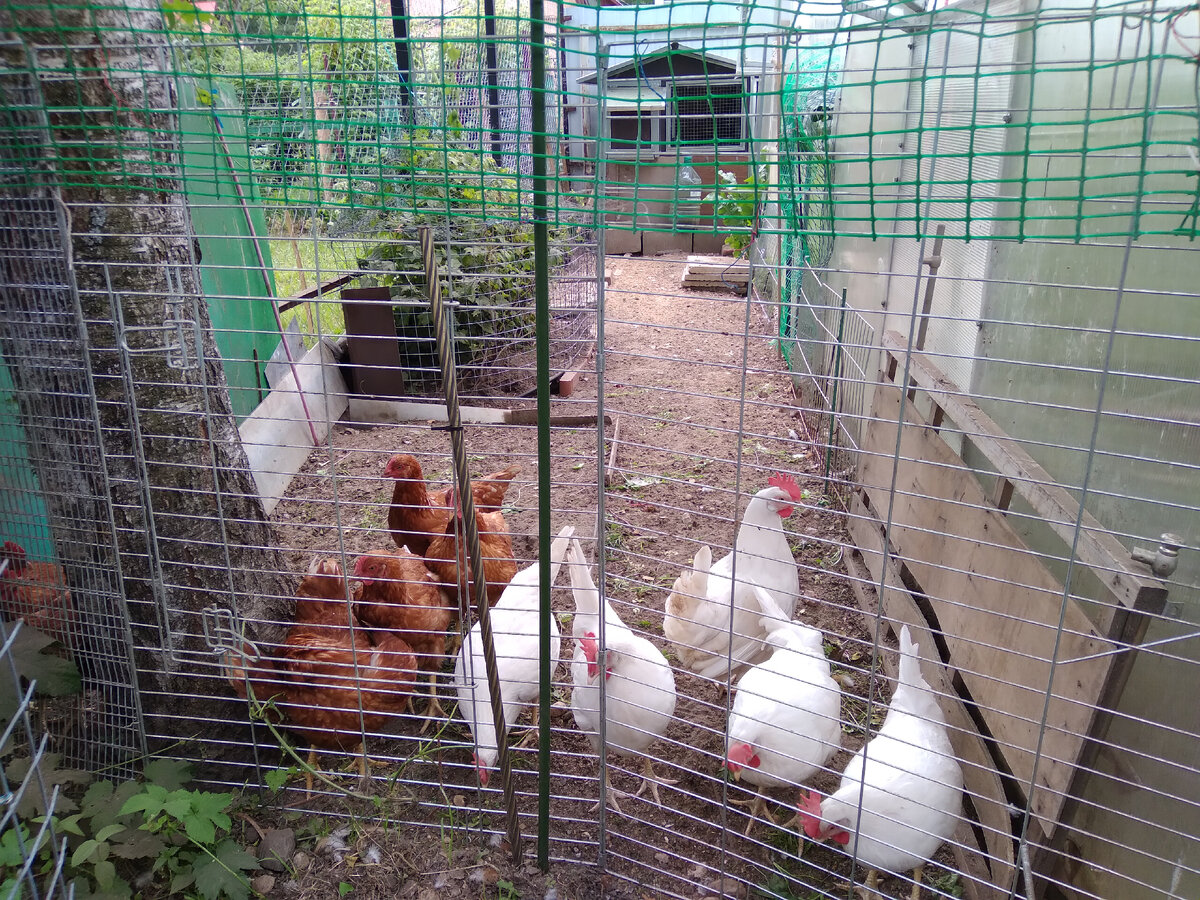 Мои курочки