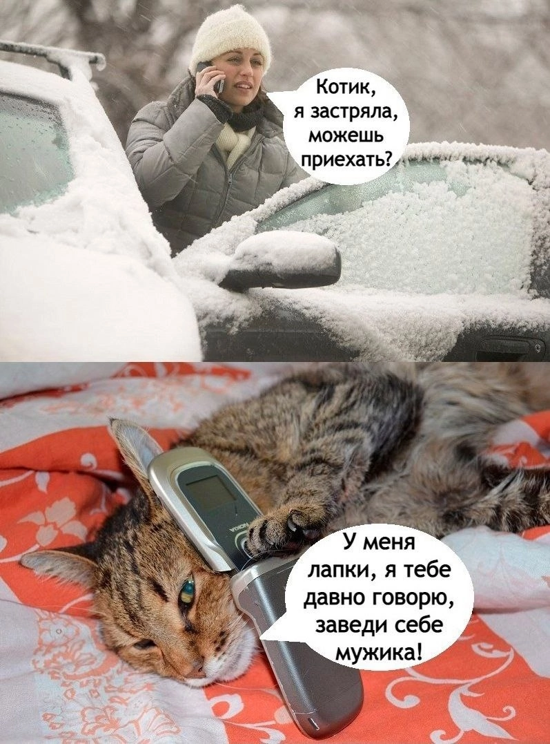 заведите котика.