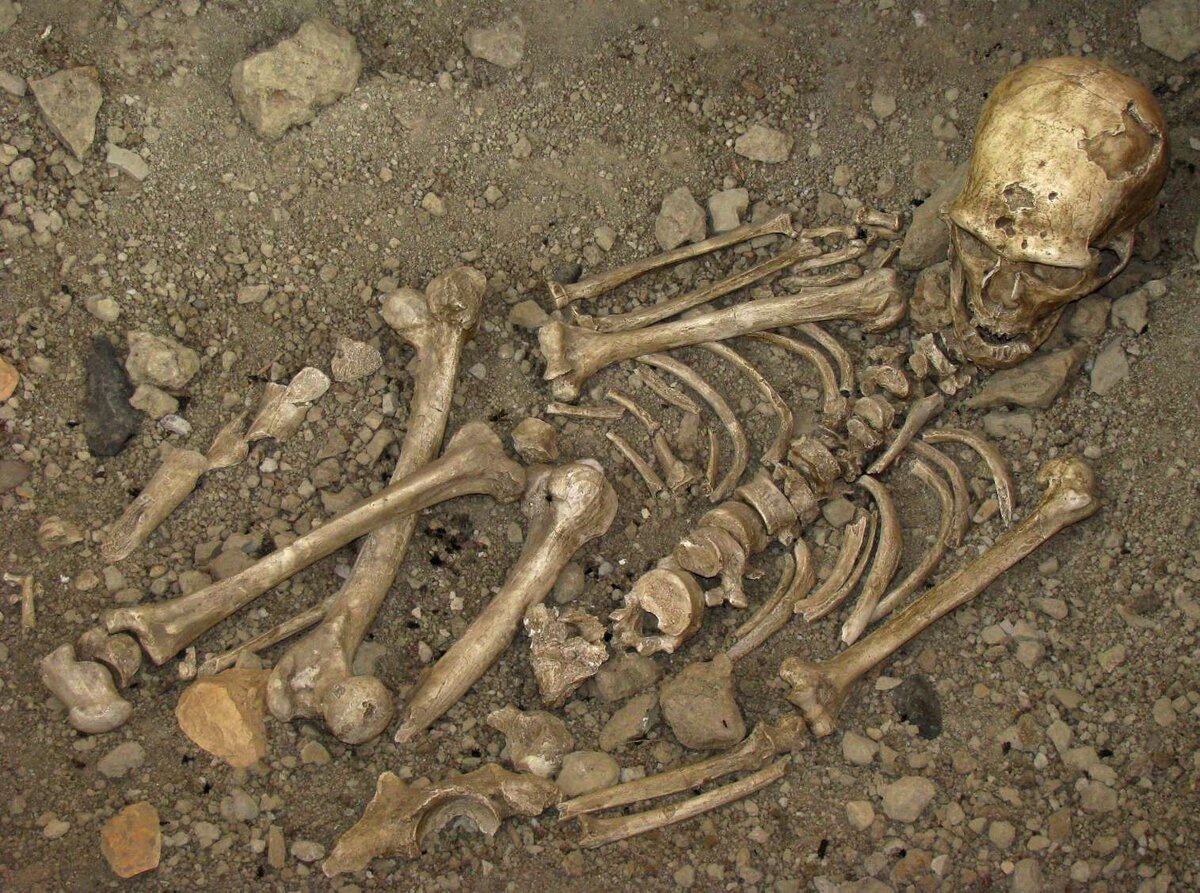 Скелет из ла-Шапель-о-сен. Ла Шапель о сен скелет неандертальца.