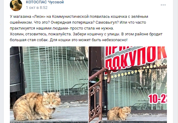 Ухоженная кошка несколько дней сидела у магазина. Мы пытались выяснить, что произошло.