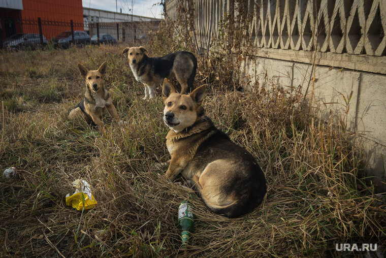    В ХМАО планируют решить вопрос, связанный с бездомными животными