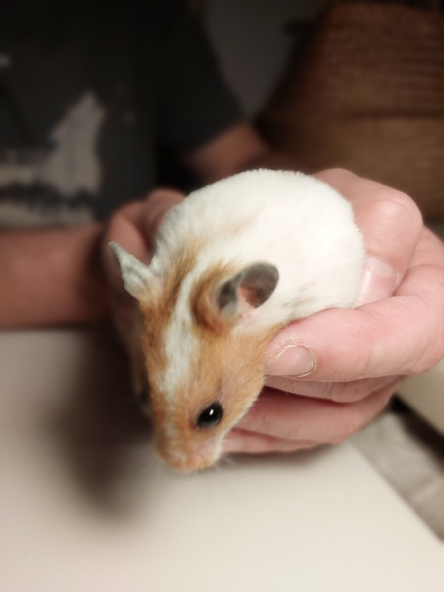 Наша сирийская мелочь