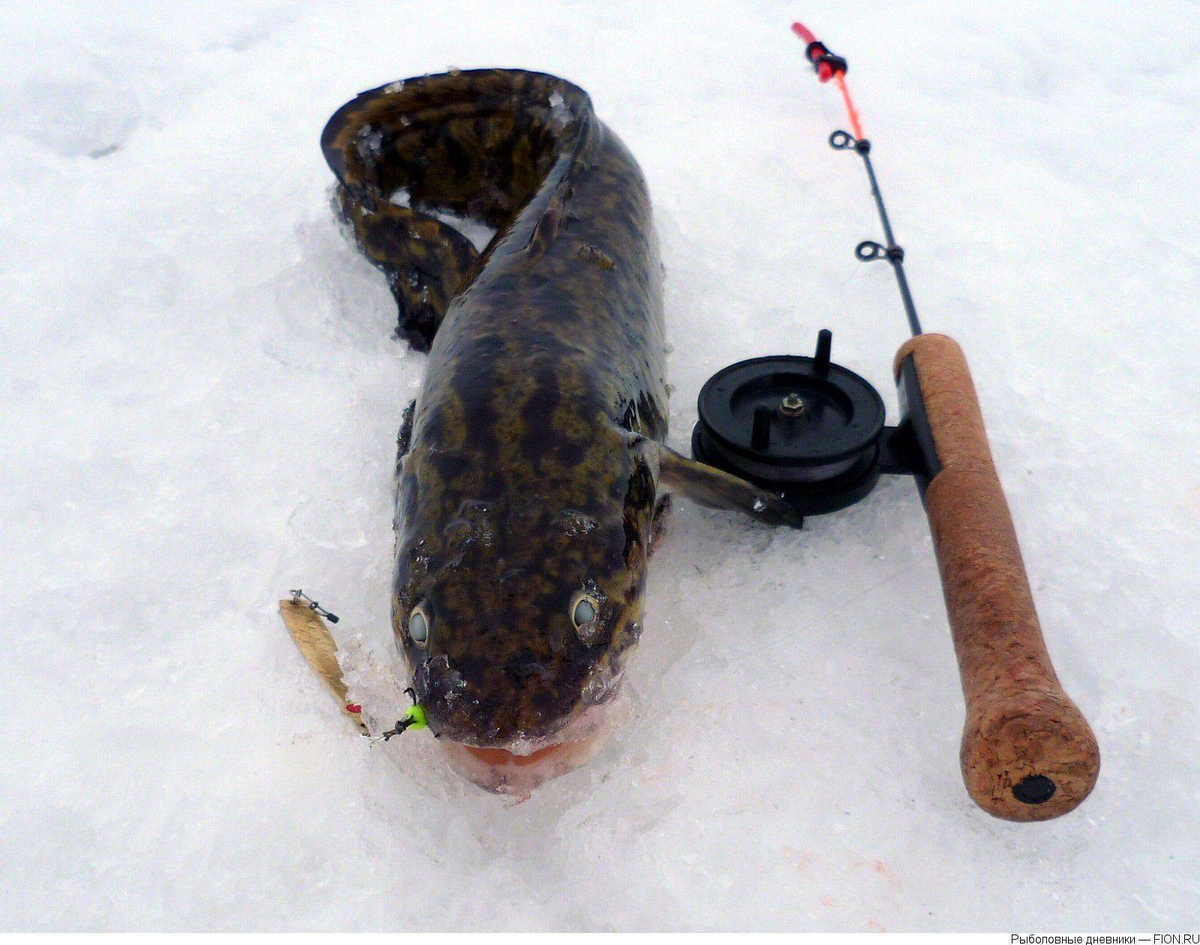 монтаж донной снасти для ловли налима. оснастка на налима зимой. стукалка на налима зимой. снасть на налима. оснастка на налима зимой.