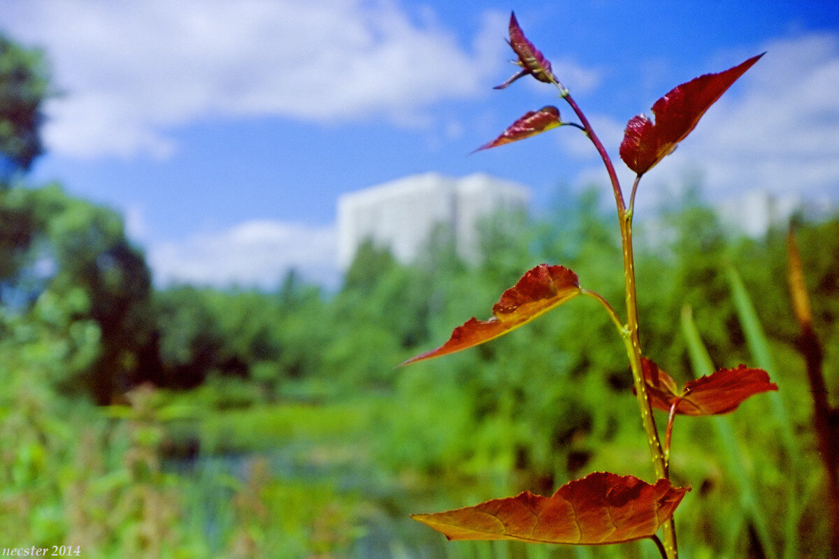 Дистанция фокусировки 0,18 м