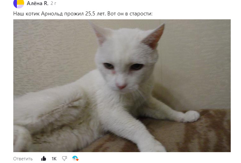 Читатели показали, как выглядят их котики-долгожители, очень старенькие