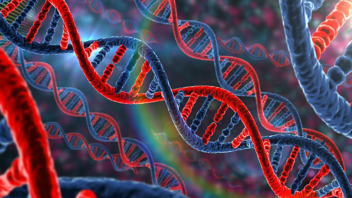 Что такое ДНК и как она устроена? Чтобы разобраться в этом, вам не понадобится степень в области генетики.
