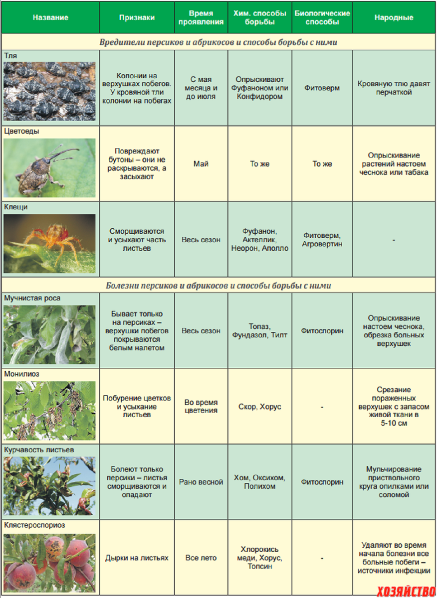 Абрикос обработка весной от вредителей и болезней. Схема опрыскивания сада весной. Баковые смеси для обработки сада от вредителей и болезней таблица. Защита хвойников от болезней и вредителей. Схема обработки плодовых деревьев от болезней.