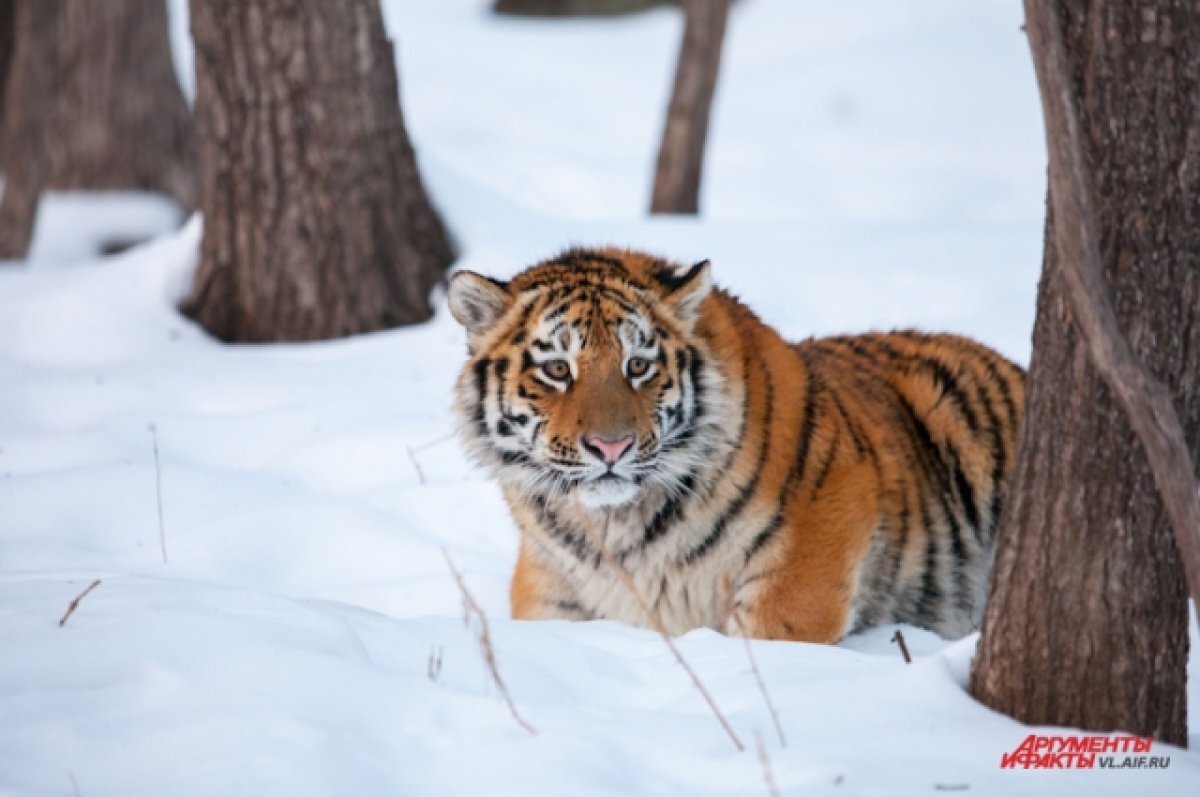    Специалисты отслеживают несколько конфликтных тигров в Приморье