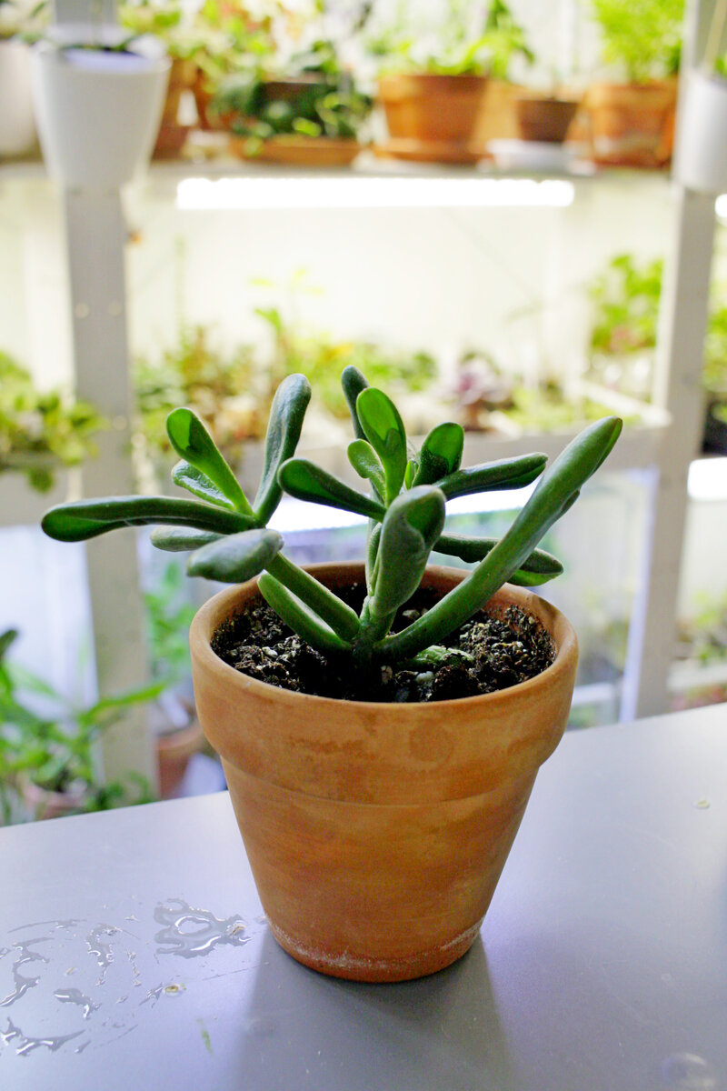 Про некрасивую крассулу и контент по крассуле | Masteritayaplants | Дзен