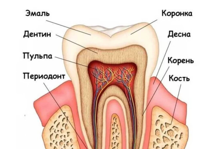 От чего портятся зубы у взрослых и почему быстро разрушаются: причины испорченной улыбки