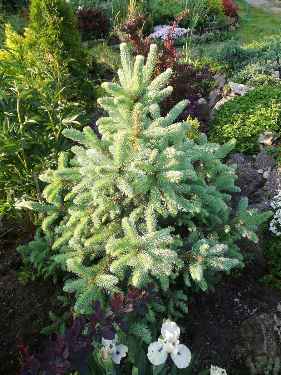 Ель колючая (постарше) с новыми приростами, середина мая. Цвет приростов передан верно - они немного отливают зеленью